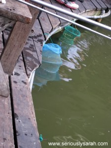 SDS 1.12 – Les Poissons